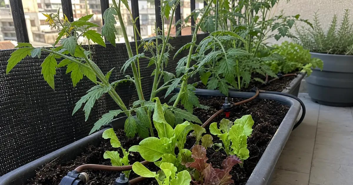 Arrosage automatique de balcon : 5 solutions pour partir en vacances