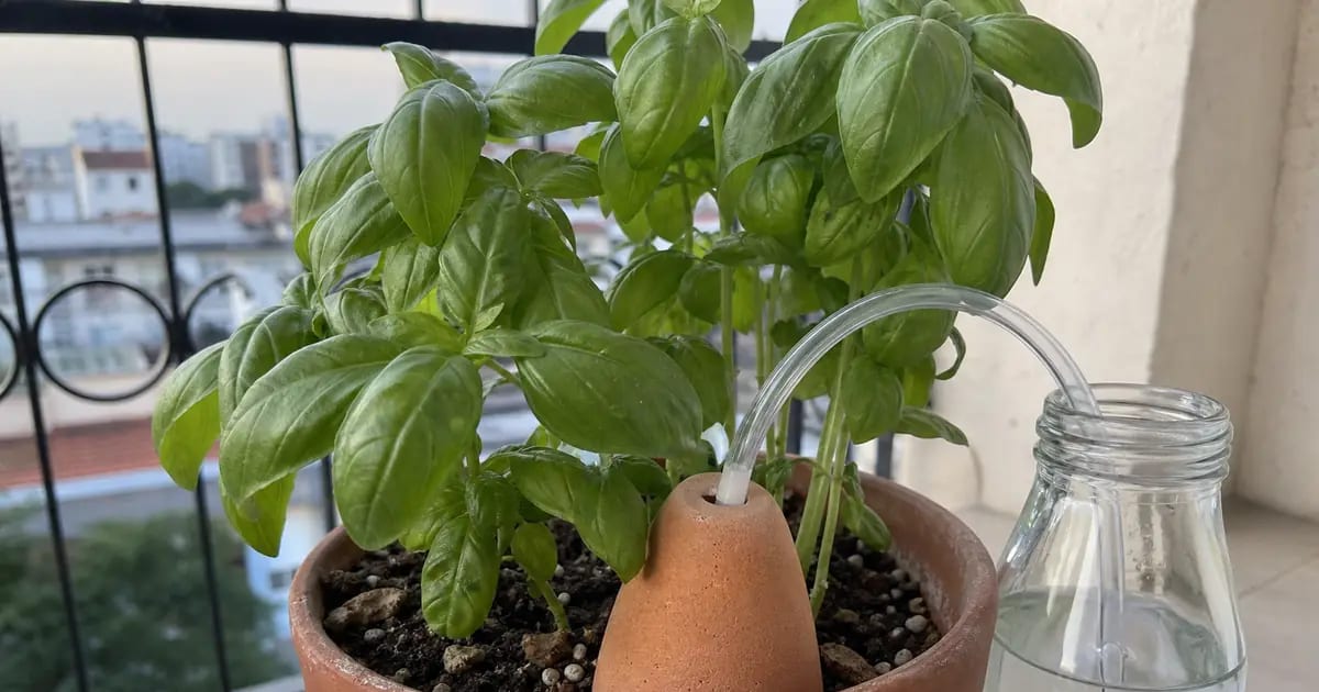 Comment arroser ses plantes pendant les vacances (sans tout retrouver mort)
