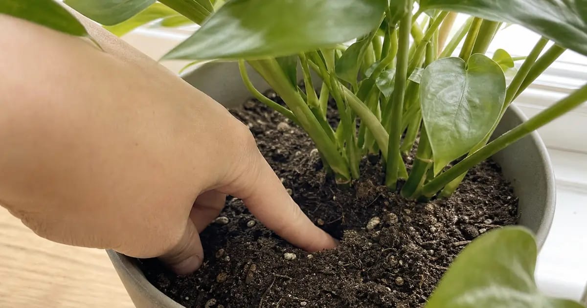 Les 10 erreurs du jardinier débutant (et comment les éviter)