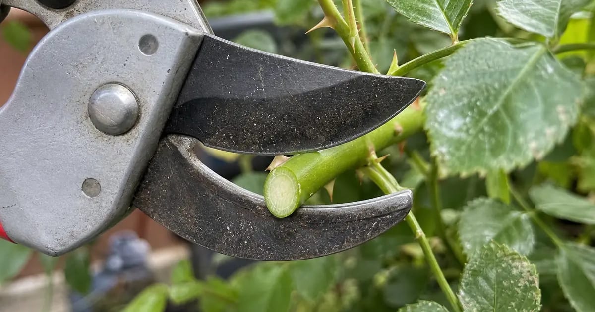 Quel sécateur choisir pour débuter ? Notre comparatif honnête