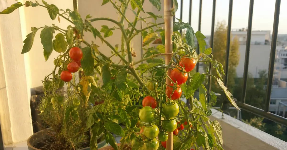 Que planter sur un balcon en été ? (non, il n'est pas trop tard)